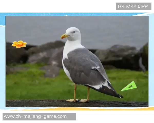 在天空与地面之间的较量鹰与猫的生存智慧与本能对决